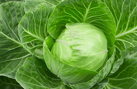 Cabbage - Summer nutritional information