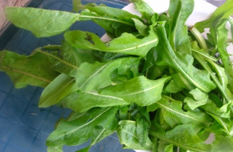 Chicory greens nutritional information