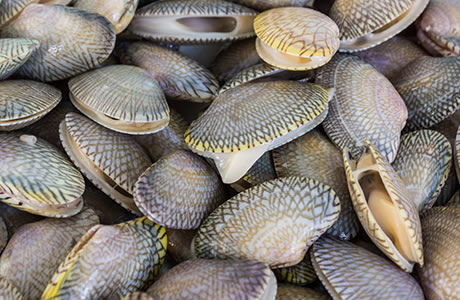Clams in shell Nutrition Facts