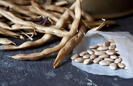 Haricot beans - white - dried nutritional information