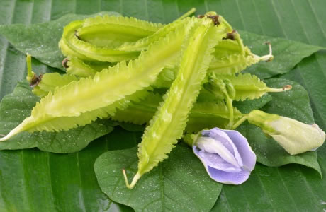 Winged bean leaves nutritional information